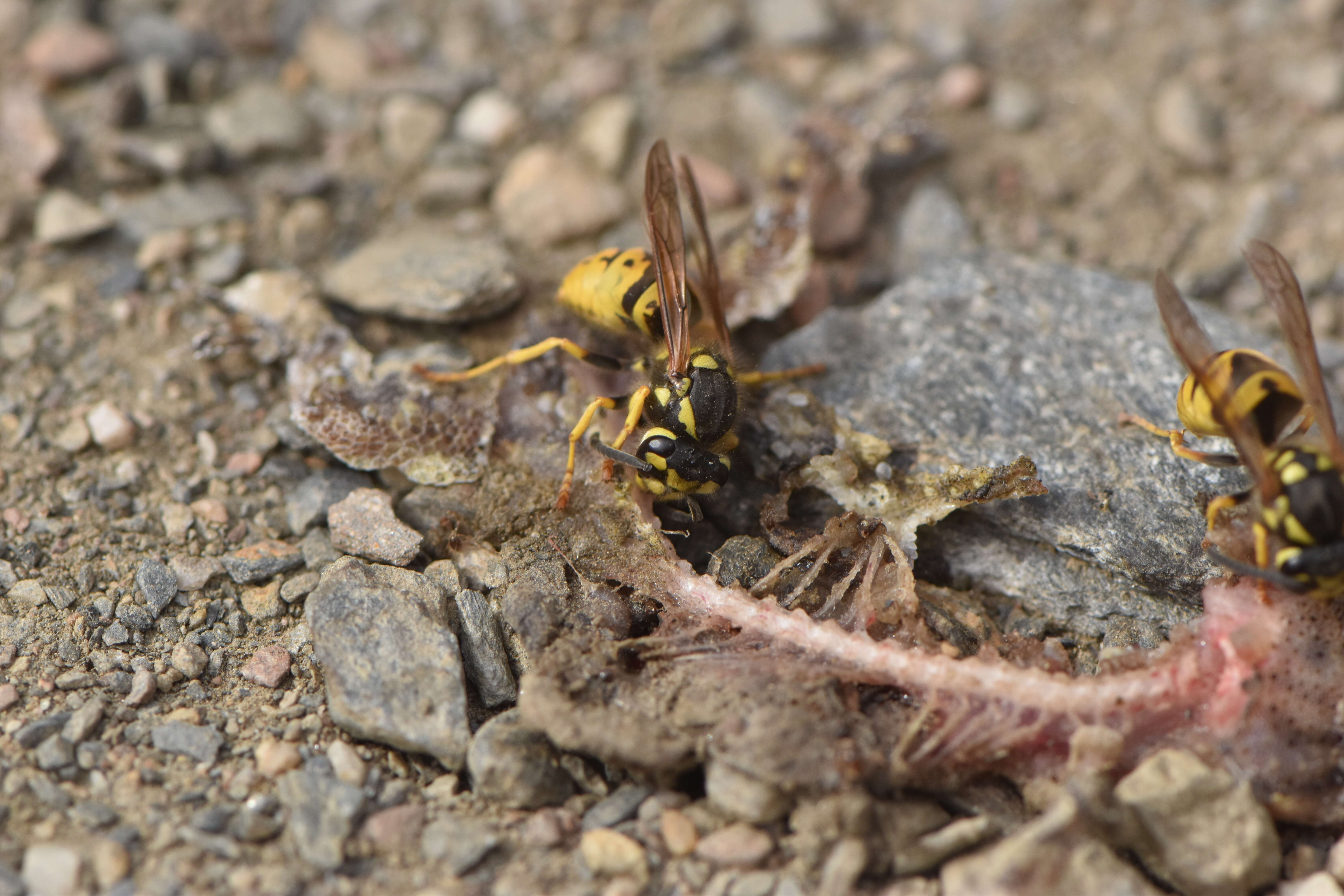 Plancia ëd Vespula germanica (Fabricius 1793)