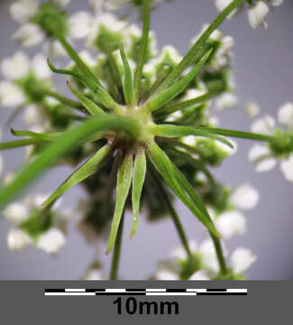 Image of European Waterhemlock