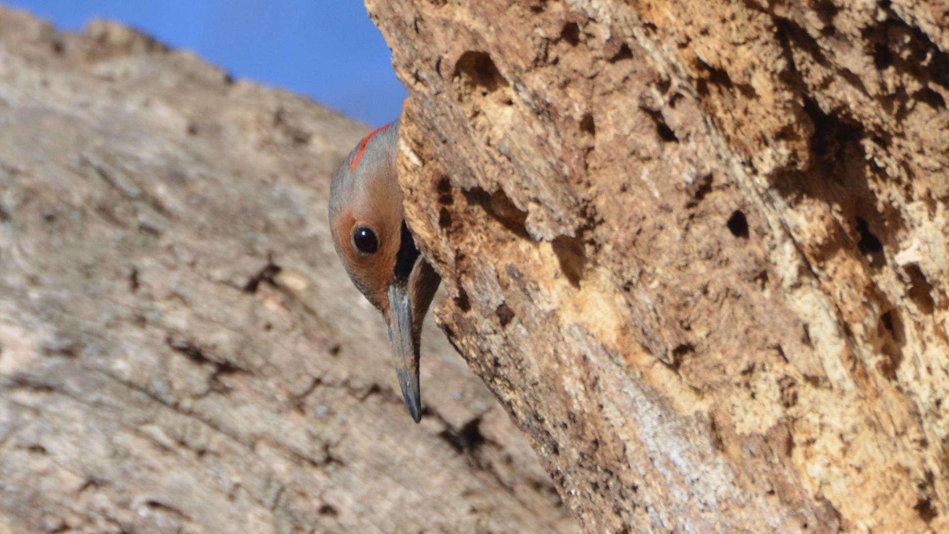 Image of Northern Flicker