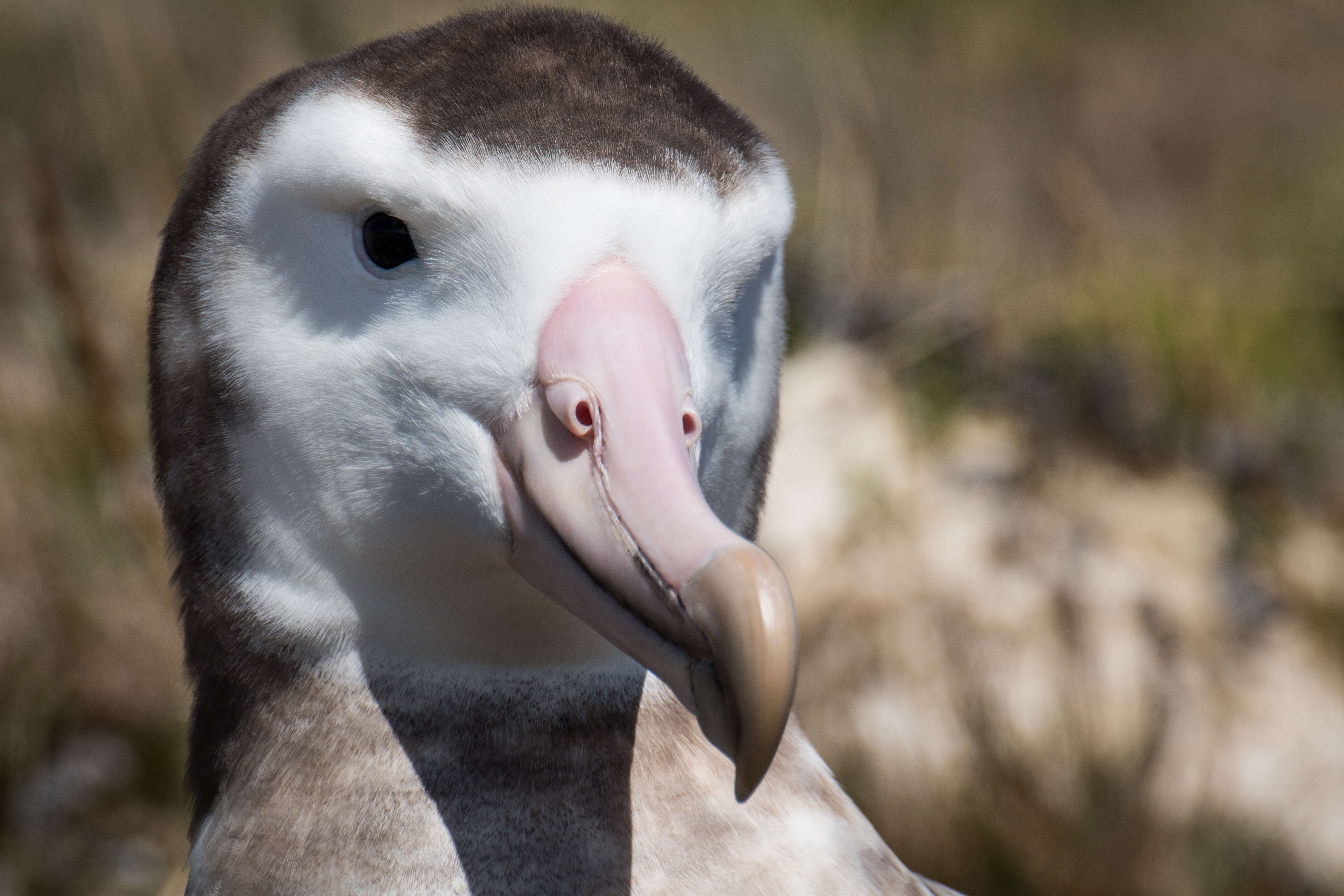 Image of Amsterdam Albatross