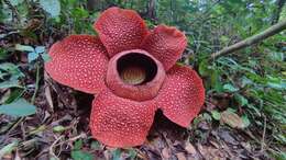 Image de Rafflesia arnoldii R. Br.