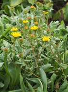 Image of Curly-cup gumweed