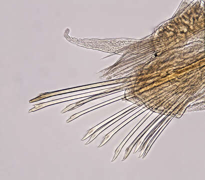 Image of Augenerilepidonotus Pettibone 1995