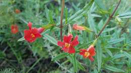 Image of red bush monkeyflower