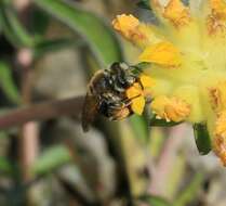 Image of Andrenine bee