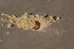 Image of red ghost crab