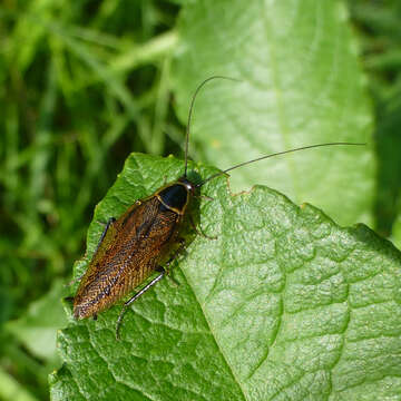 Image of dusky cockroach