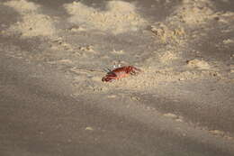 Image of red ghost crab