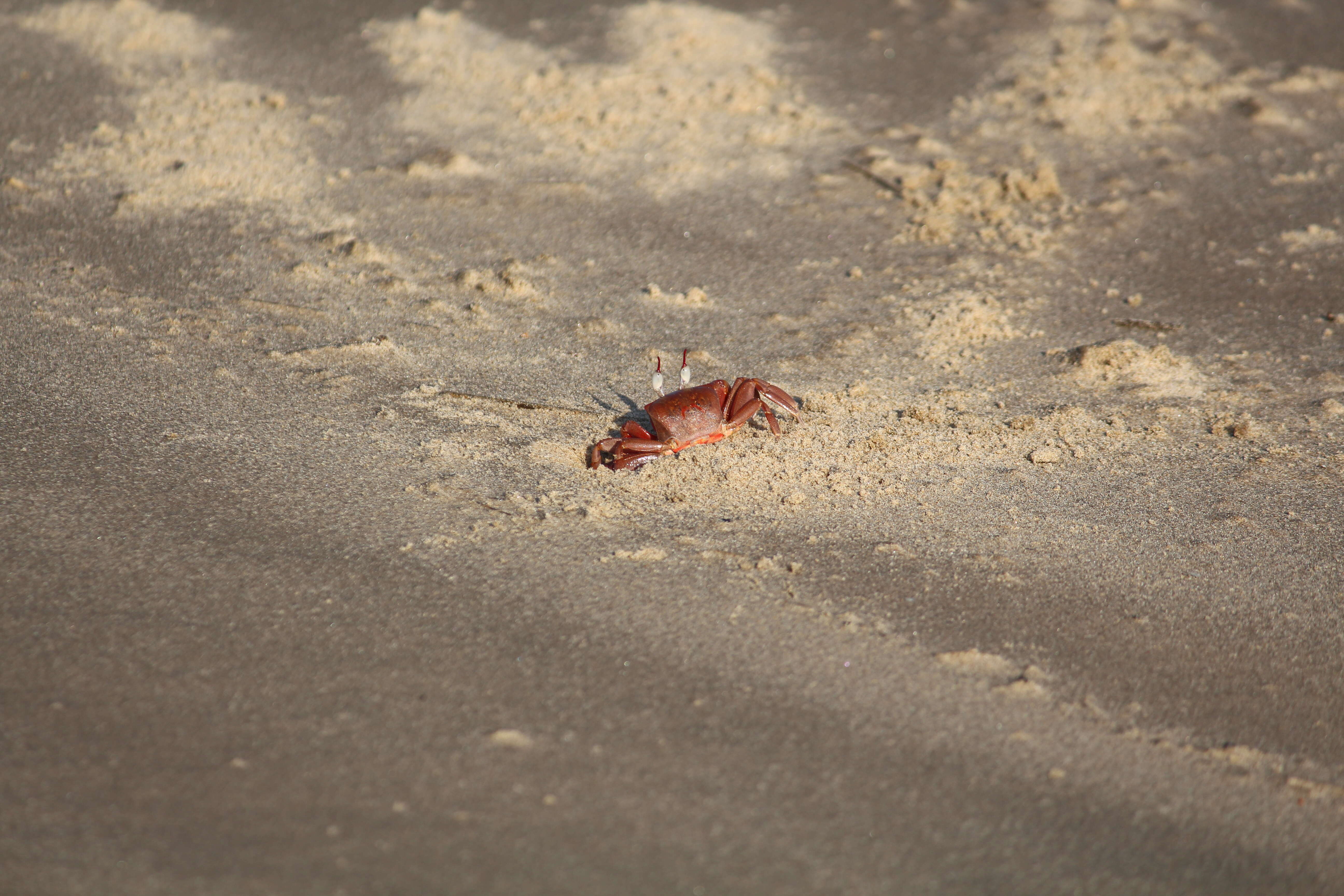 Image of red ghost crab