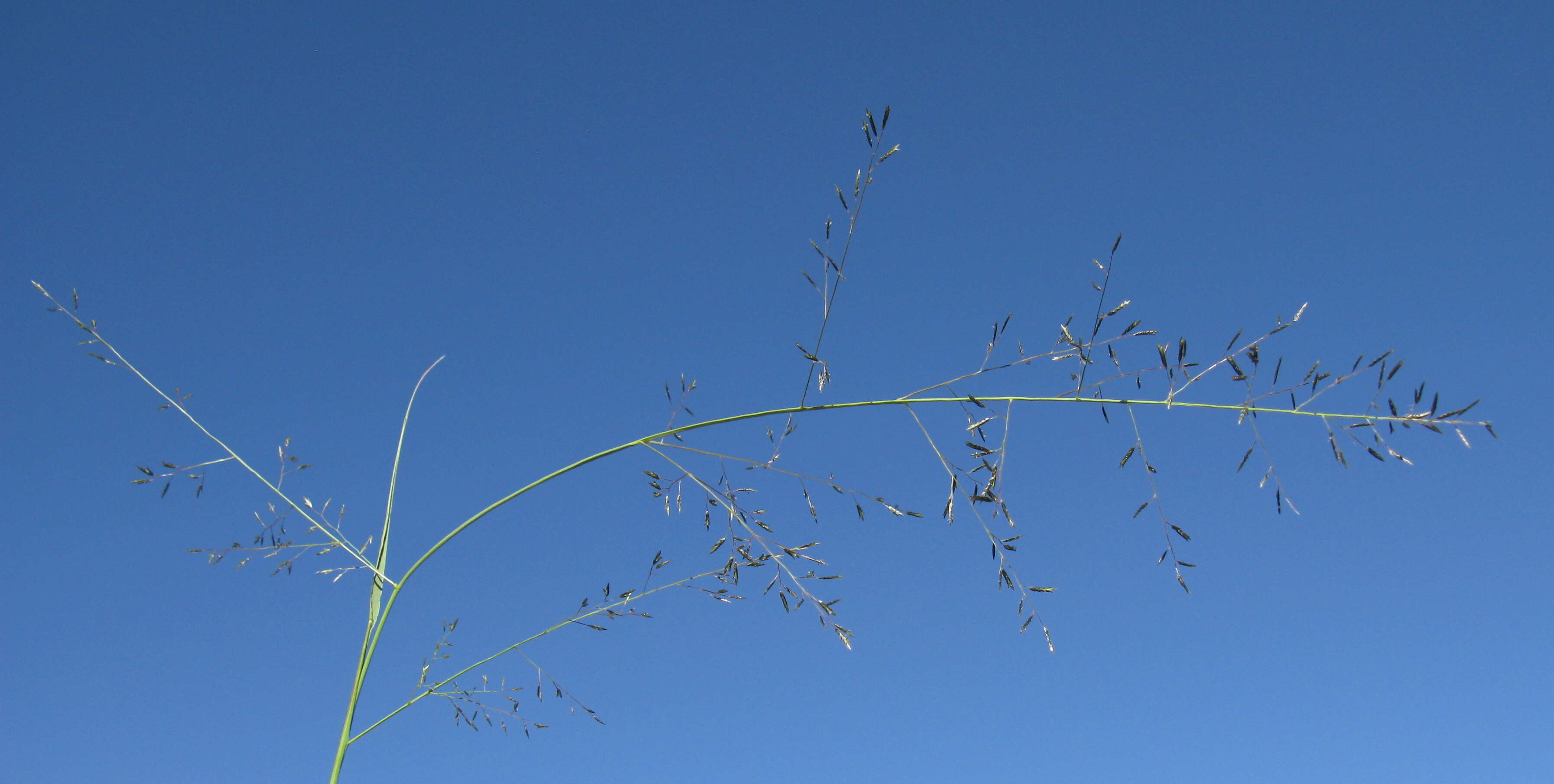 Image of Australian lovegrass