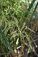 Image of scrub palmetto