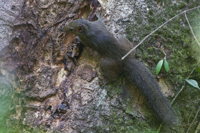 Image of Northern Tree Shrew