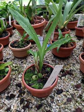 Слика од Bulbophyllum coloratum J. J. Sm.