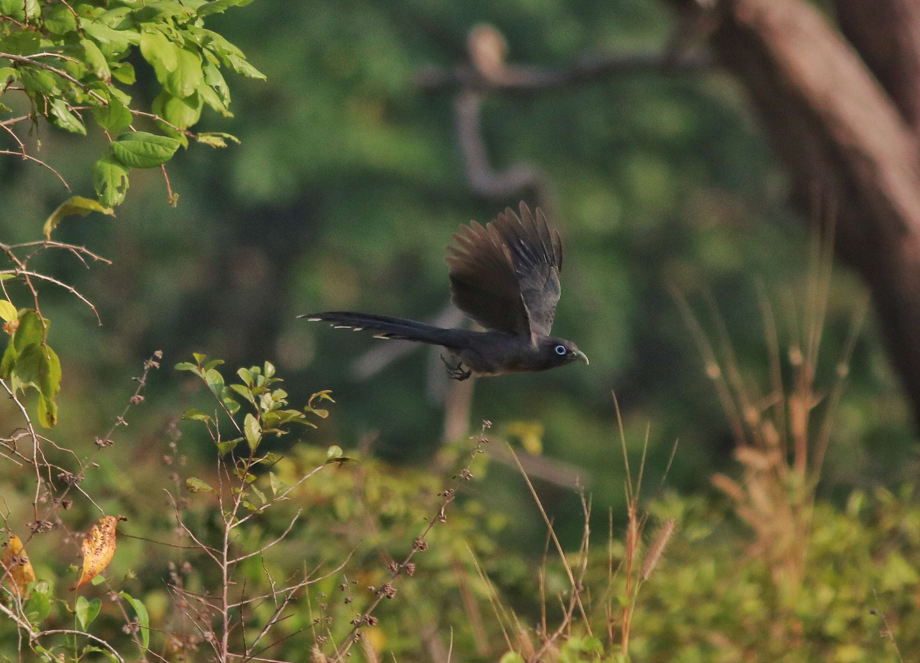 Image of Blue-faced Malkoha