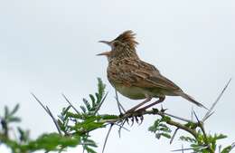 Image of Rufous-naped Lark