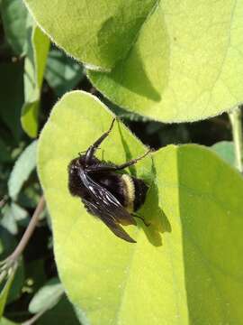 Image de Bombus mexicanus Cresson 1879