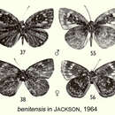 Image of Hypophytala benitensis (Holland 1890)