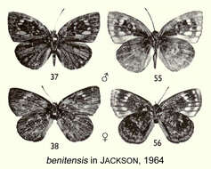 Hypophytala benitensis (Holland 1890) resmi