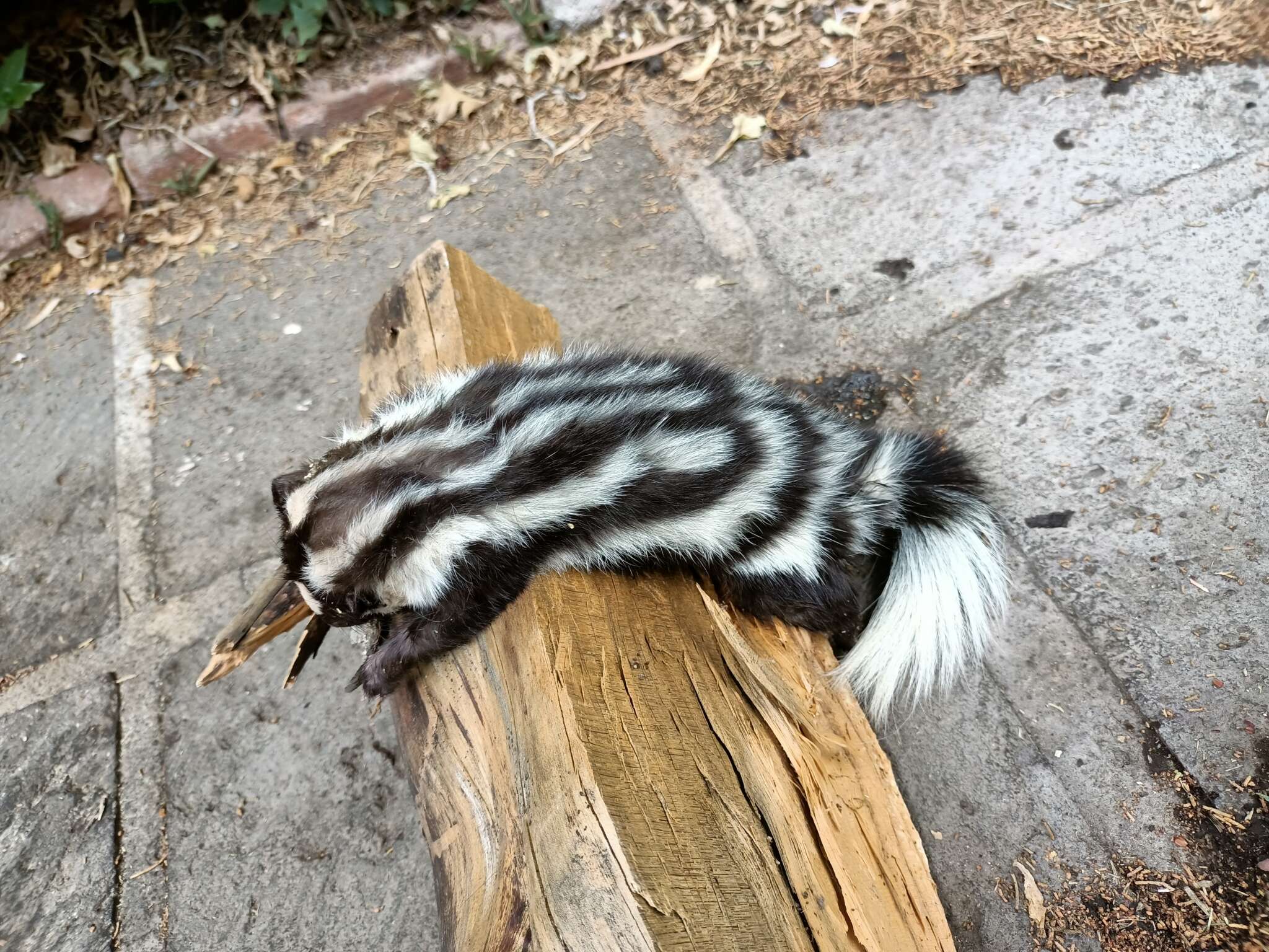 Image of Southern Spotted Skunk