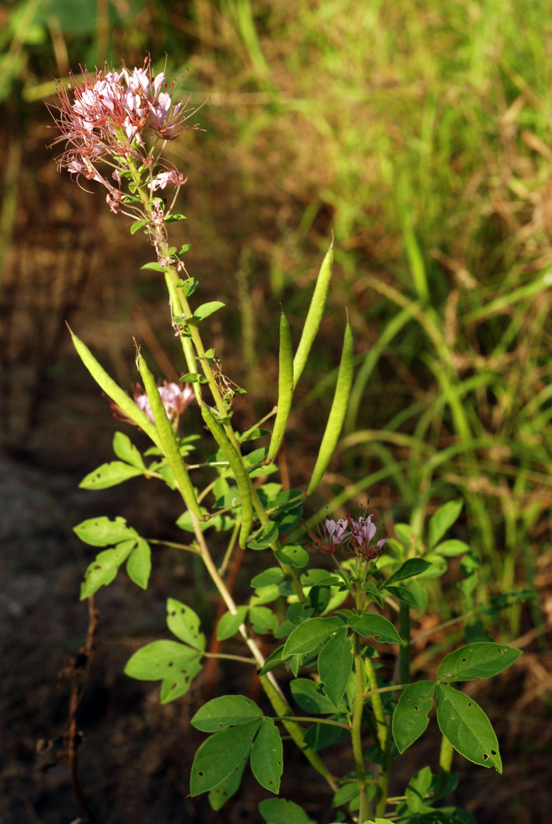 Image of redwhisker clammyweed