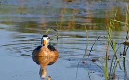 Image of African Pygmy Goose