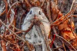 Image de Pteromys volans orii (Kuroda 1921)