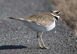 Image of Killdeer