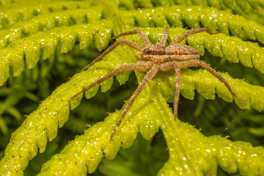 Image of Dolomedes minor L. Koch 1876