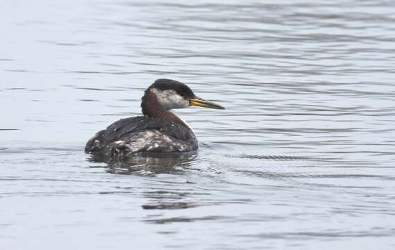 Image of Red-necked Grebe