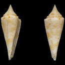 Image of Conasprella lemuriana Monnier, Tenorio, Bouchet & Puillandre 2018