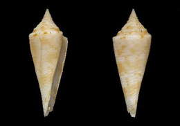 Image of Conasprella lemuriana Monnier, Tenorio, Bouchet & Puillandre 2018