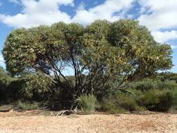 Image of Eucalyptus diminuta Brooker & Hopper