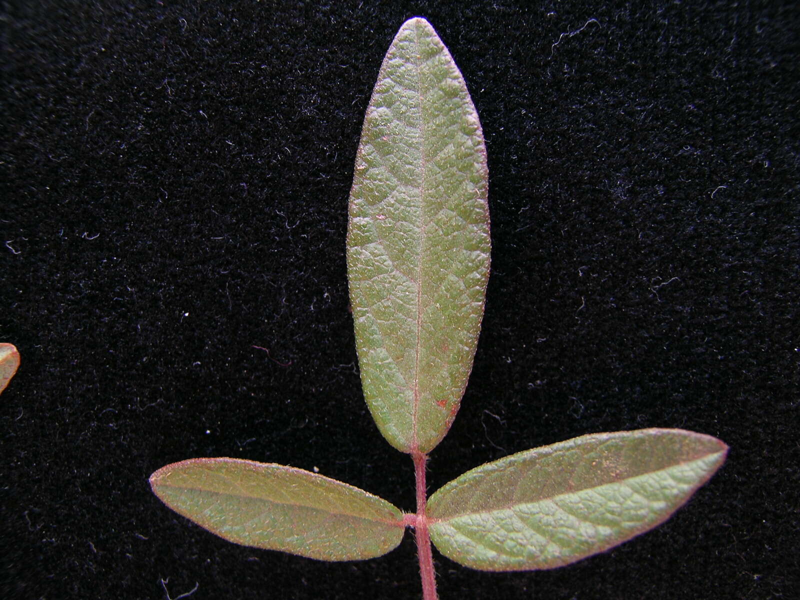 Image of Desmodium varians (Labill.) G. Don