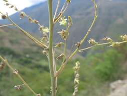 Image of Fosterella weddelliana (Brongn. ex Baker) L. B. Sm.