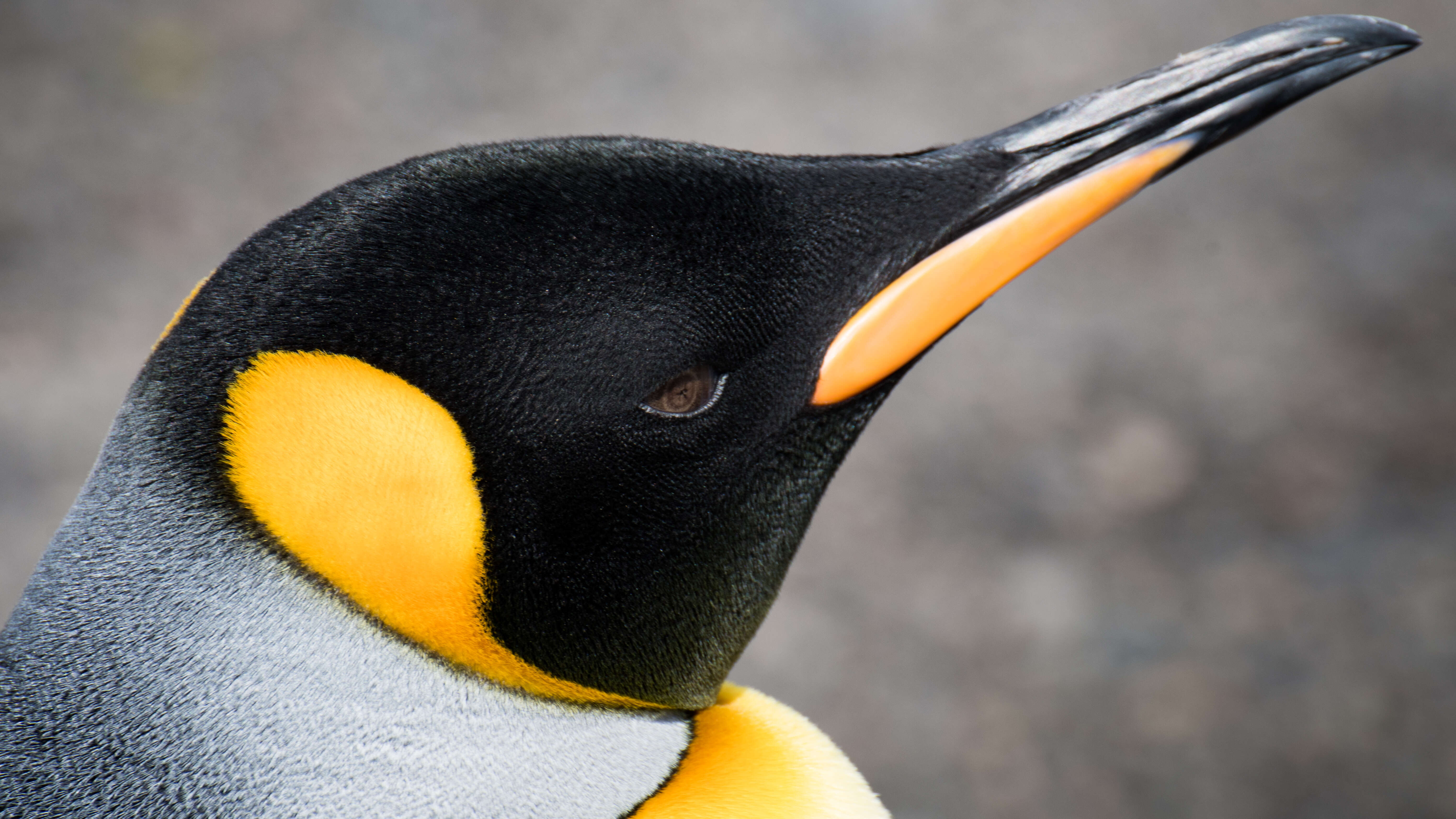 Image of King Penguin