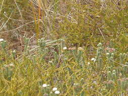 Image of Pimelea villosa Banks & Soland. ex Meissn.