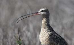 Image of Long-billed Curlew