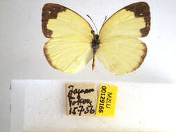 Image de Eurema hecabe (Linnaeus 1758)