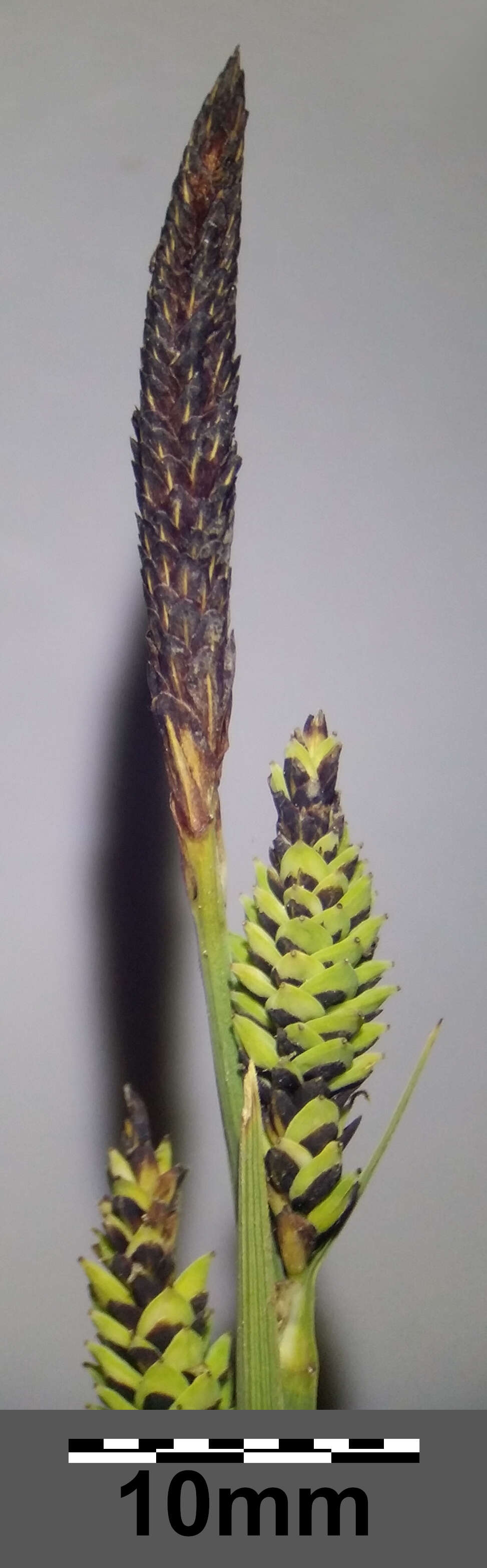 Image of Tufted Sedge