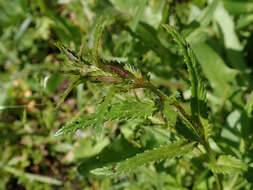 Image of late-flowering yellow rattle