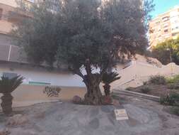 Image of olive tree