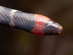 Image of Clark's Ground Snake