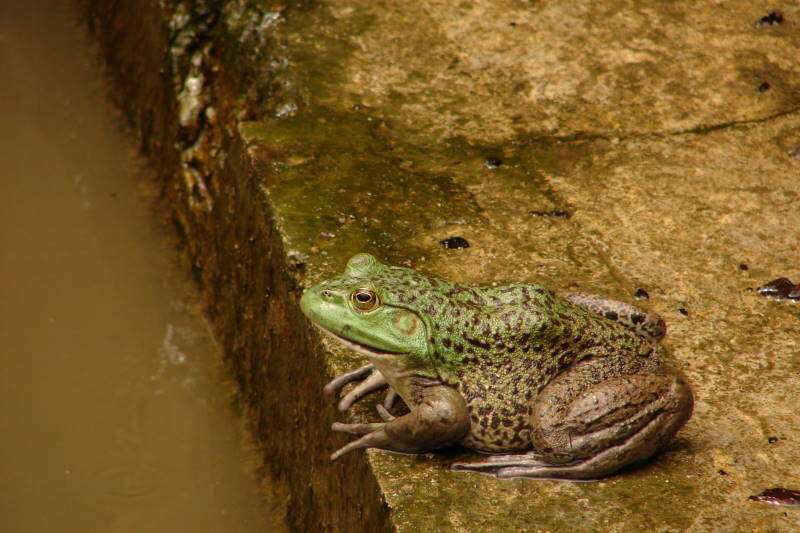 Image of American Bullfrog