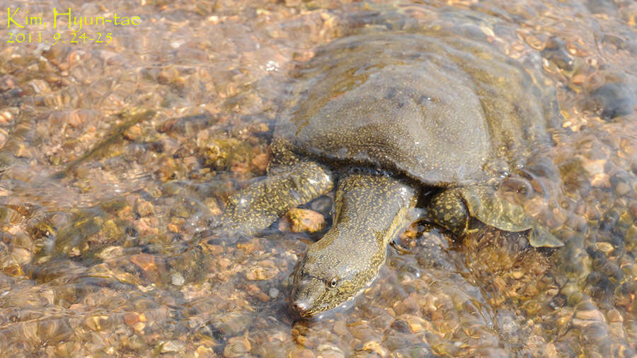 Image of Northern Chinese softshell turtle