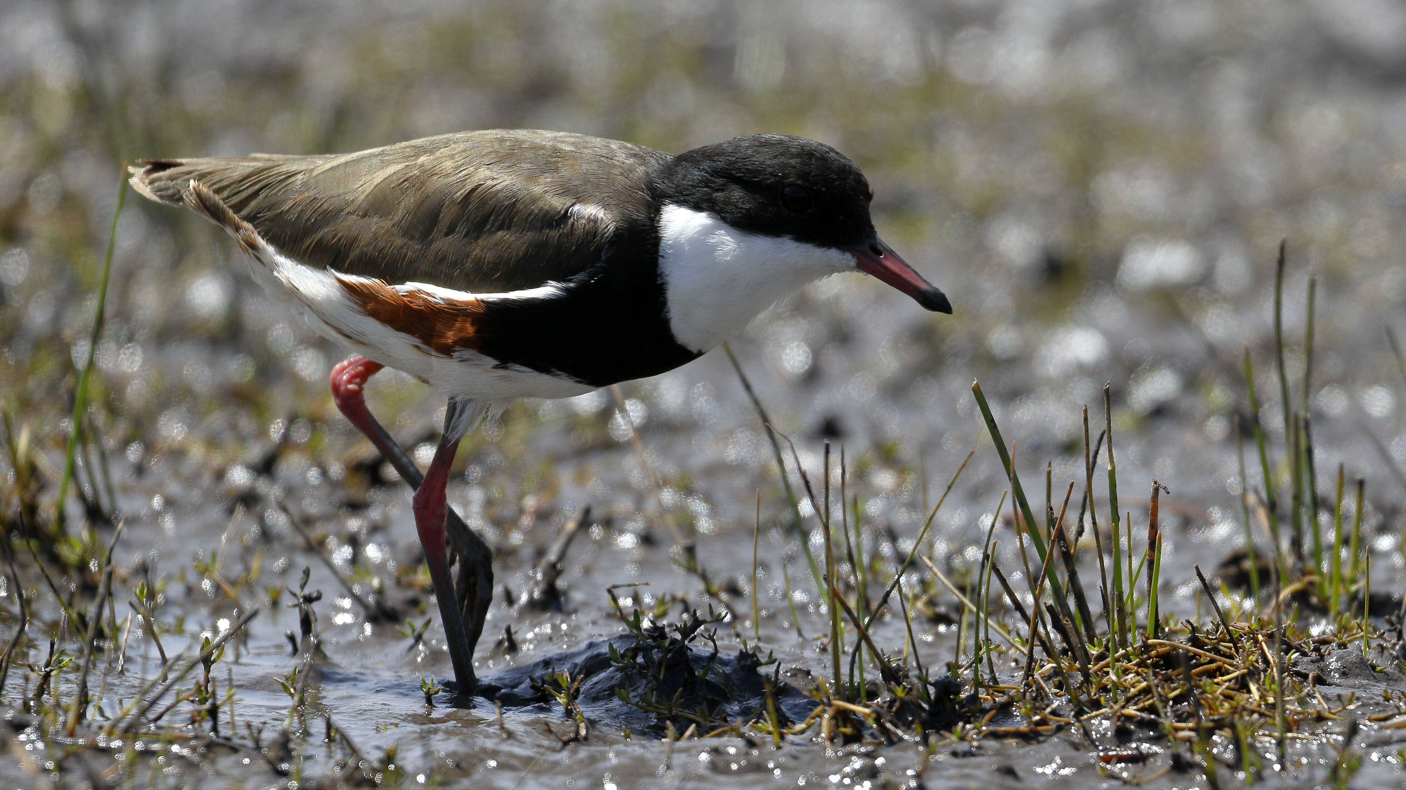 Erythrogonys Gould 1838 resmi