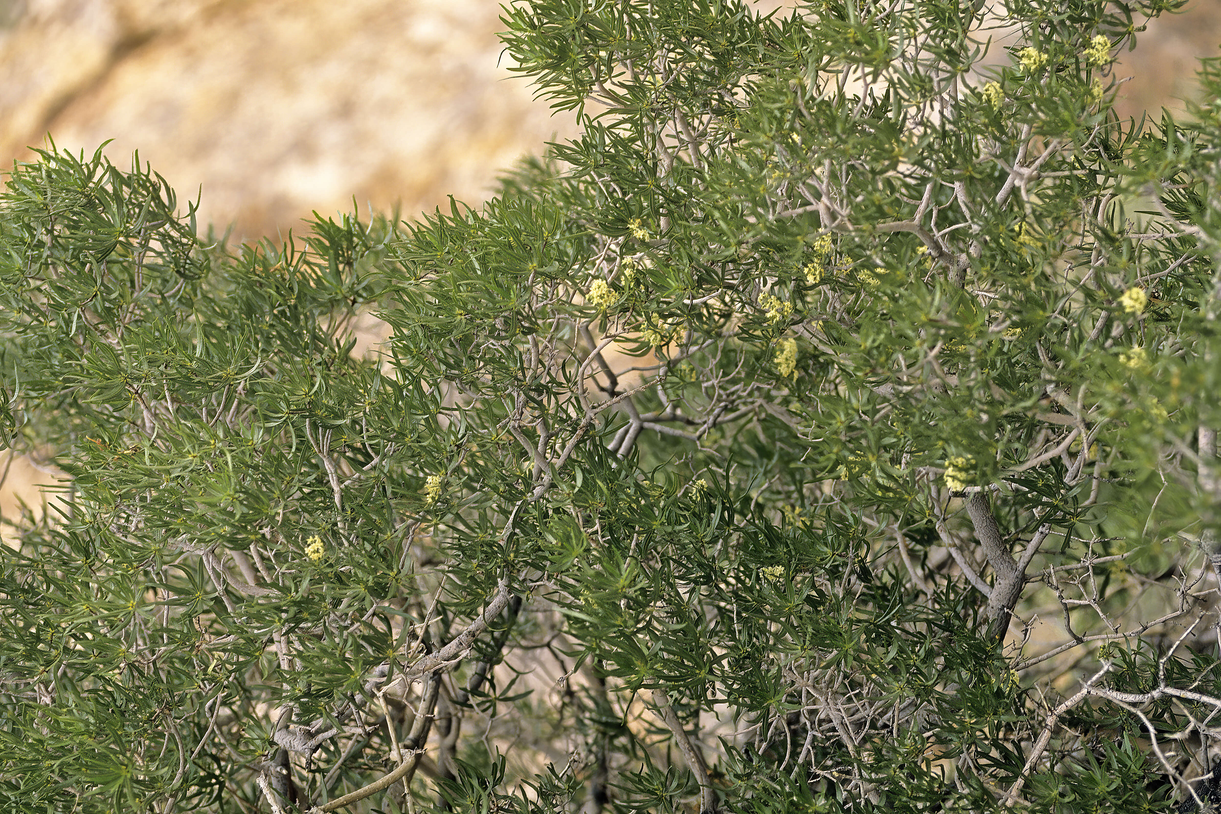 Слика од Ozoroa namaquensis (Sprague) I. von Teichman & A. E. van Wyk