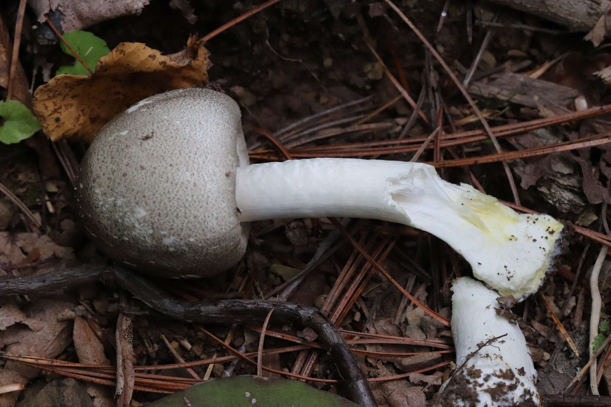 Image of Dark scaled mushroom