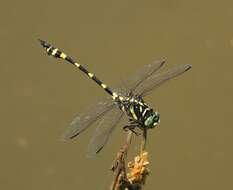 صورة Ictinogomphus rapax (Rambur 1842)