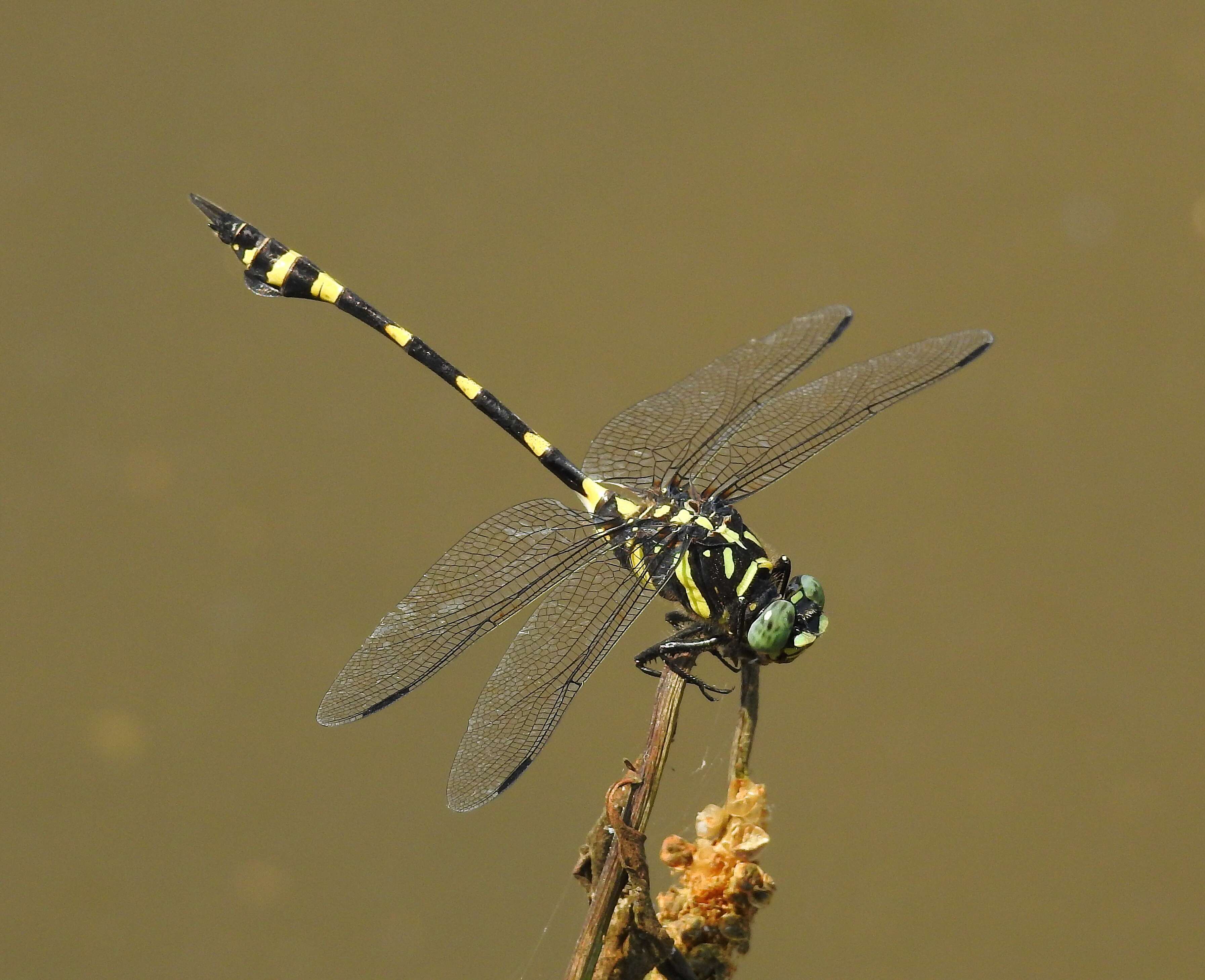 صورة Ictinogomphus rapax (Rambur 1842)