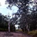 صورة Melaleuca argentea W. V. Fitzg.